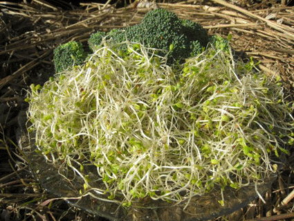 Image: Broccoli sprouts and broccoli (Photo courtesy of Michele Hogan).